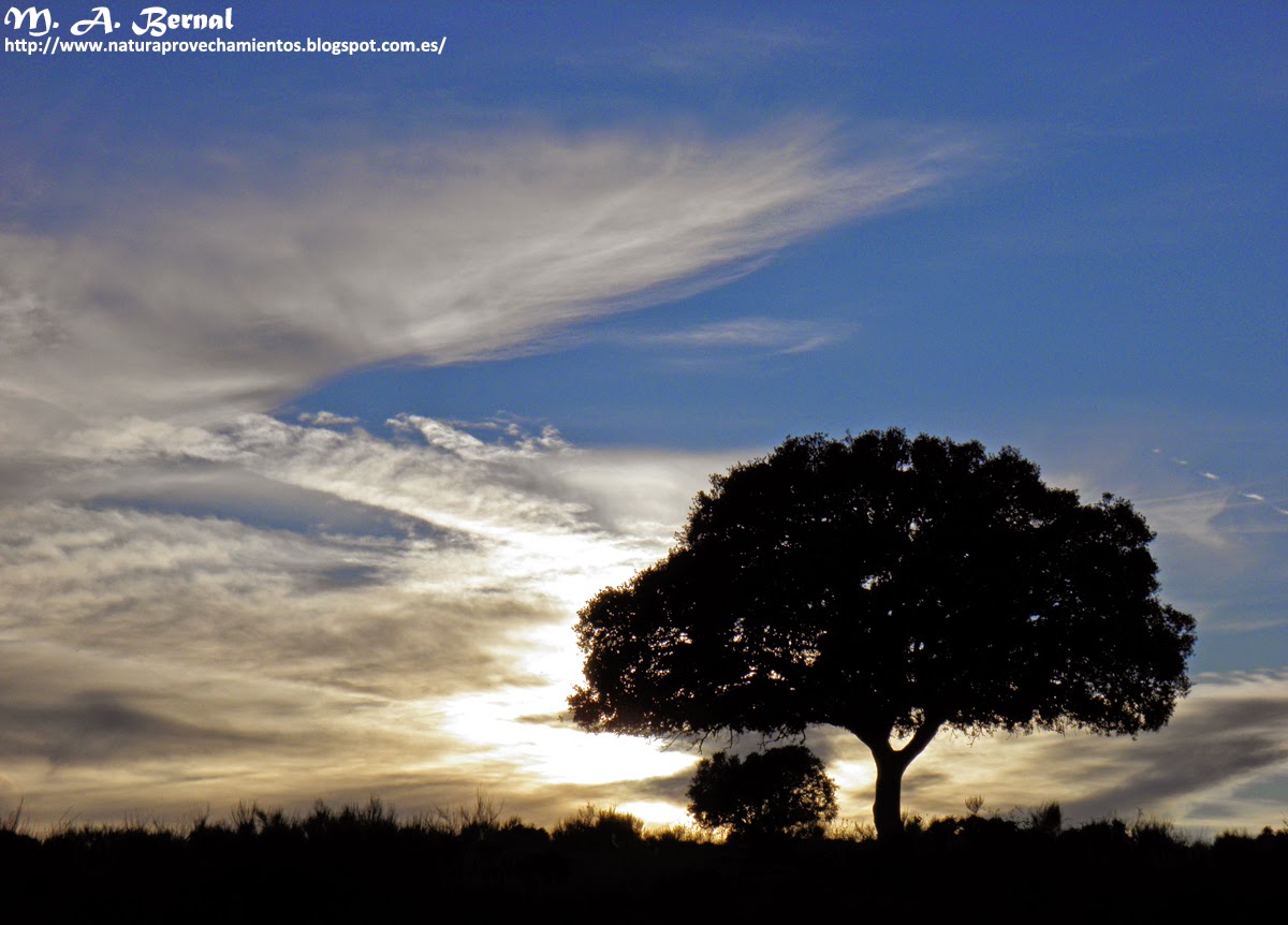 Contraluz dehesa
