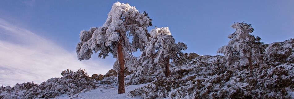 Nevada Sierra de Francia