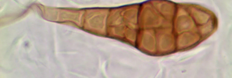 Alternaria