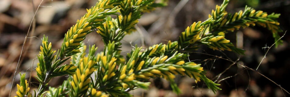 Thymelaea broteriana