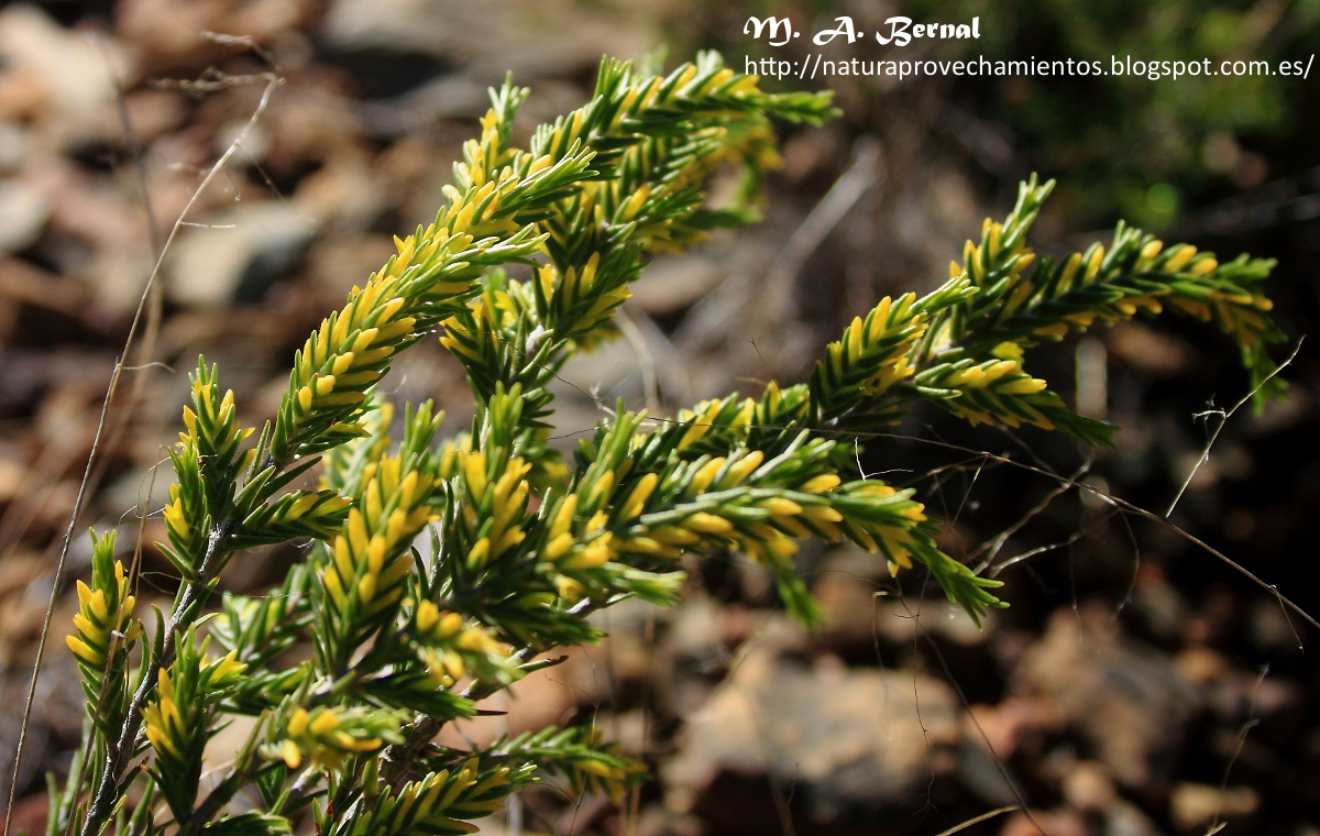 Thymelaea broteriana