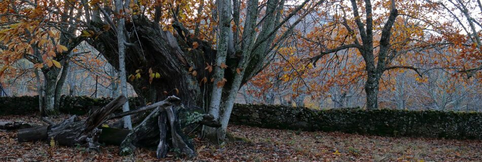 Castaño centenario El Caserito