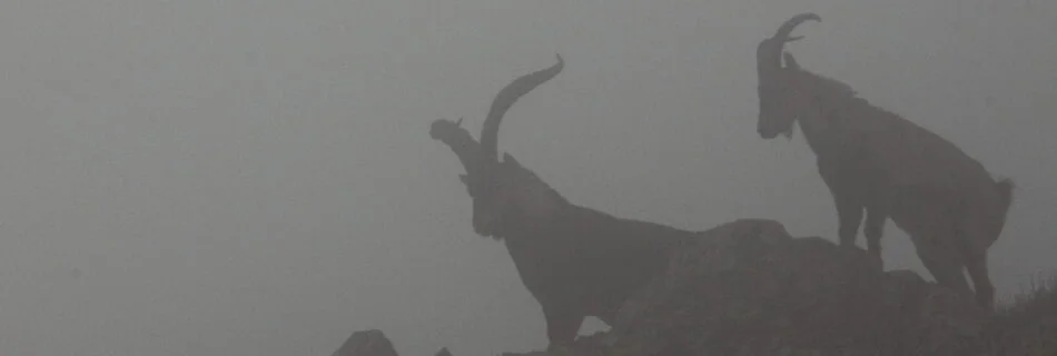macho montes