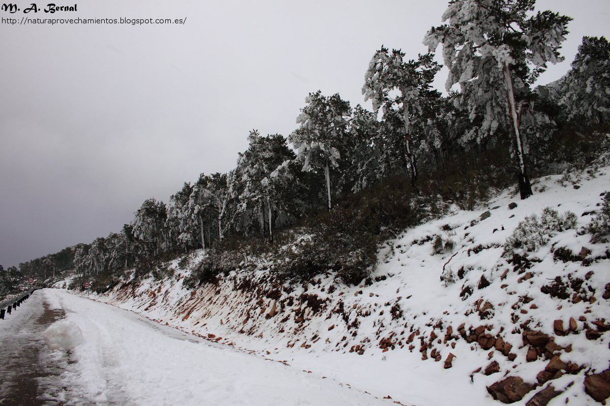 Nevada Sierra de Francia