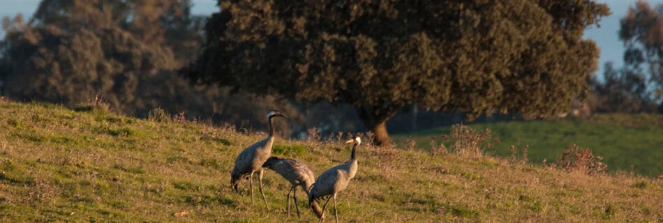 Grullas grus grus