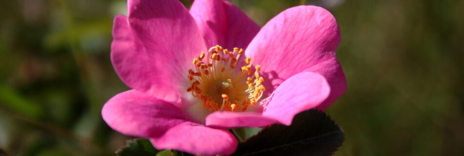 Flor de Rosal silvestre
