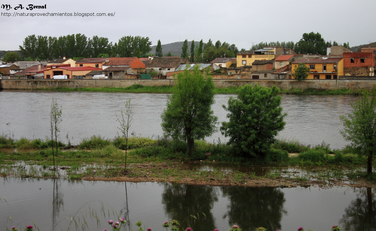 Inundación Río Águeda
