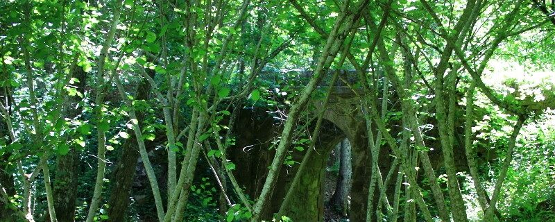 Bosque honfria linares riofrio salamanca