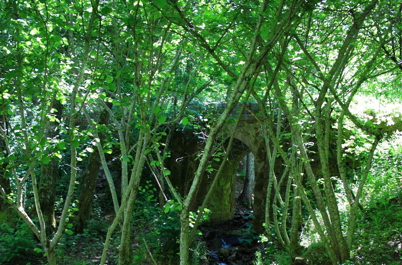 Bosque honfria linares riofrio salamanca