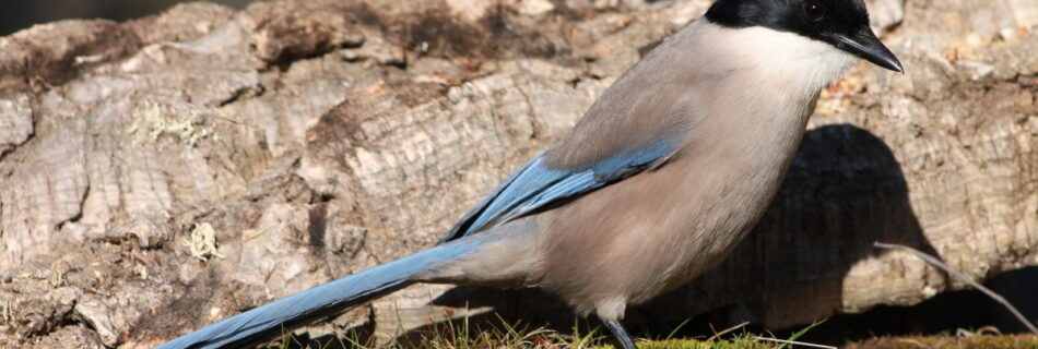 Rabilargo cyanopica cyanus