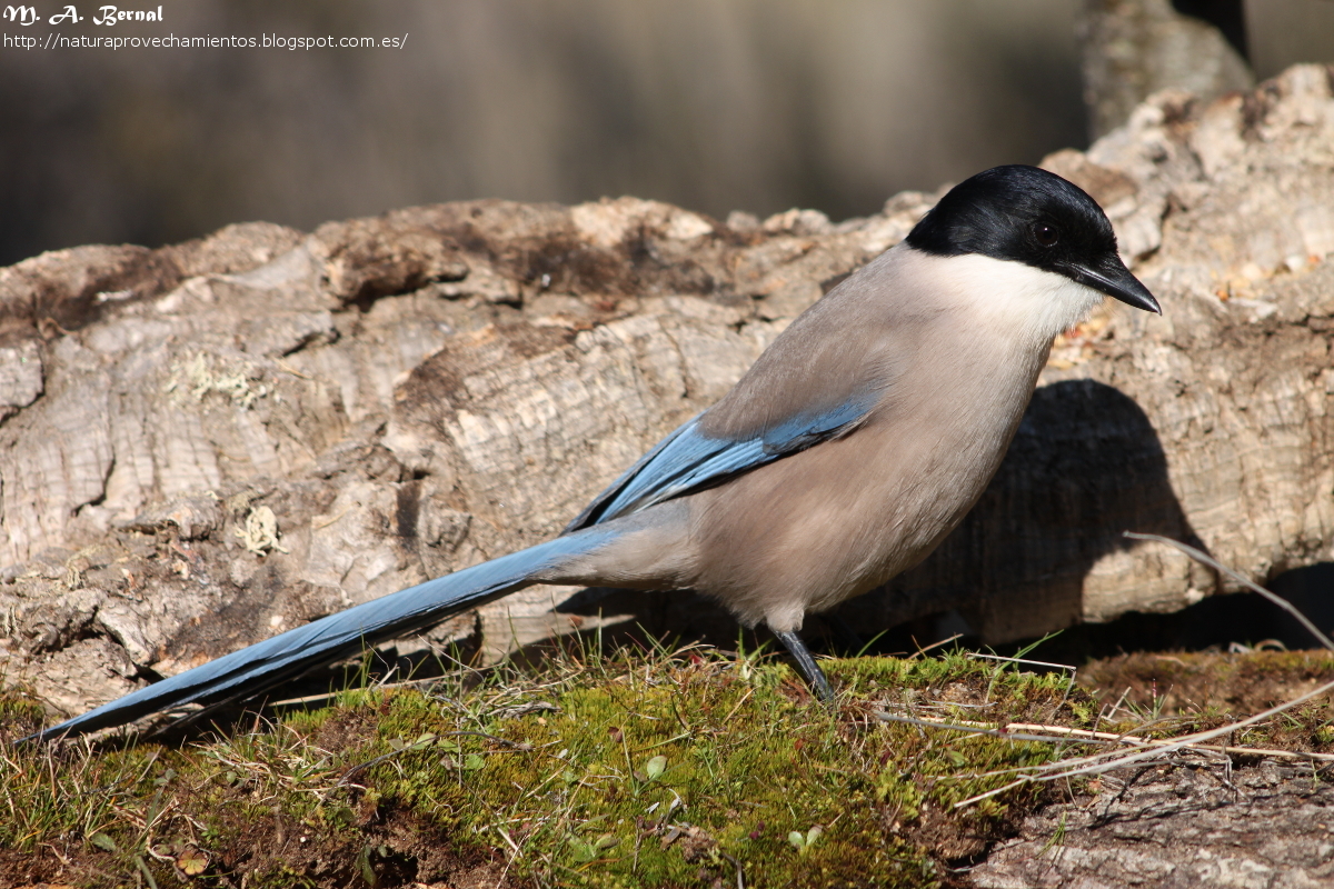 Rabilargo cyanopica cyanus