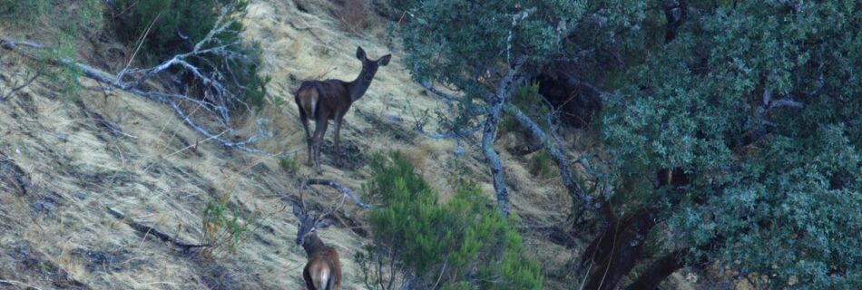 Ciervos berrea Salamanca