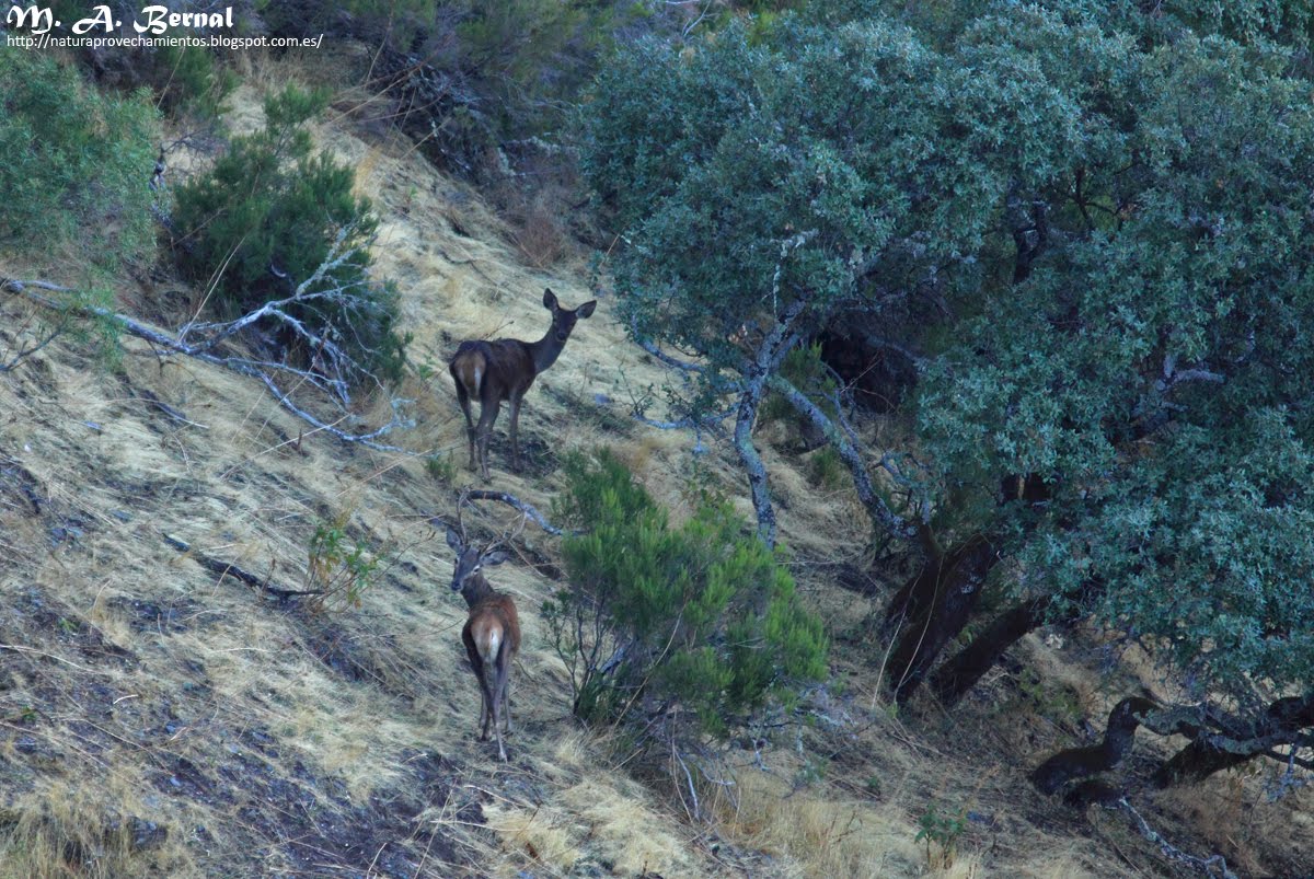 Ciervos berrea Salamanca
