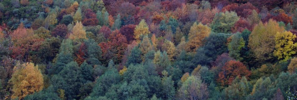 Hayedo de Busmayor en otoño León