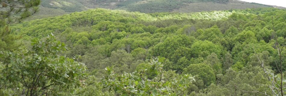 Bosque de la Honfría Salamanca