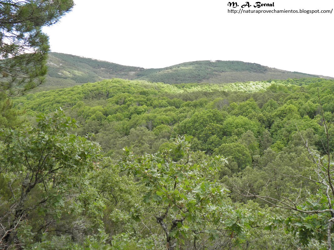 Bosque de la Honfría Salamanca