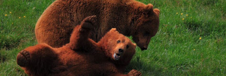 Osos Cabárceno Cantabria