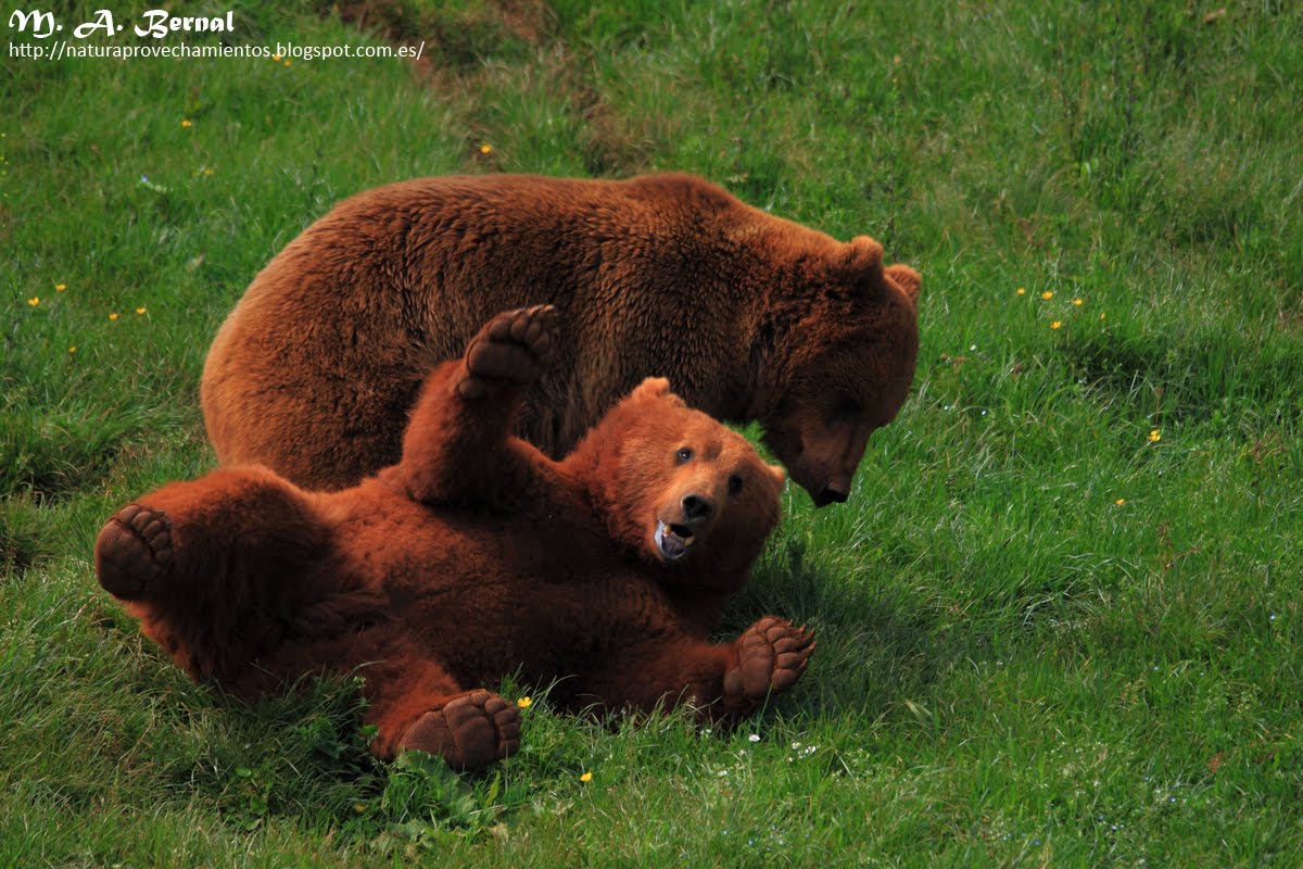 Osos Cabárceno Cantabria