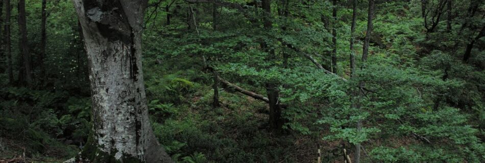 Haya Herguijuela de la Sierra