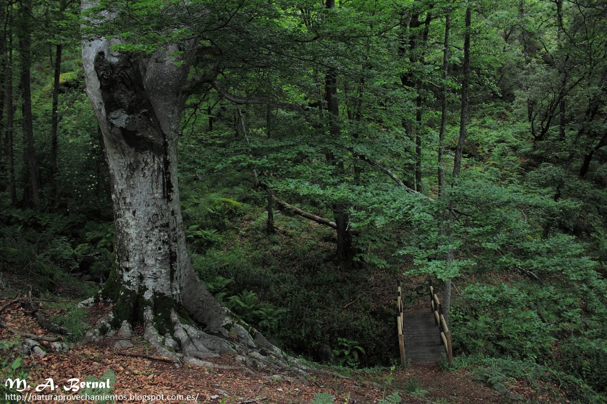 Haya Herguijuela de la Sierra