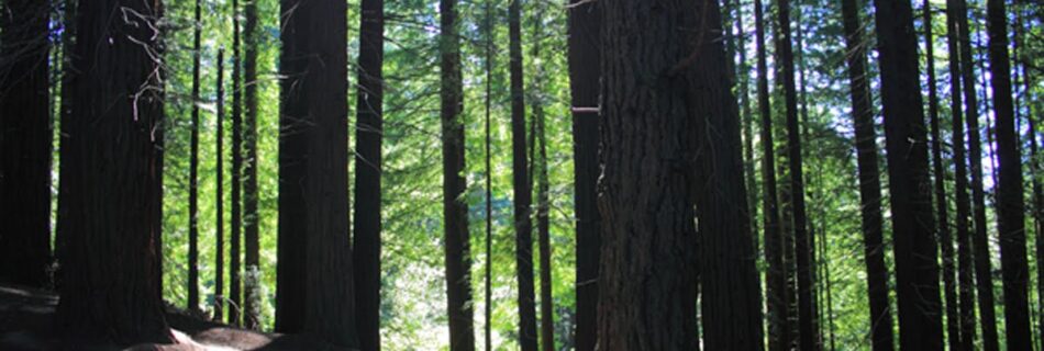 Bosque de sequoias Cantabria