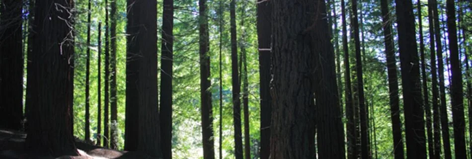 Bosque de sequoias Cantabria