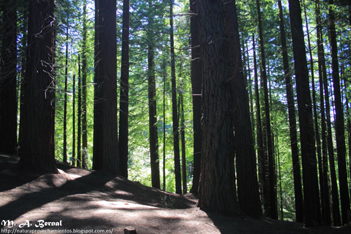 Bosque de sequoias Cantabria
