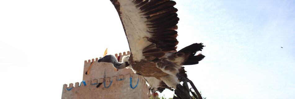 Feria Medieval Ciudad Rodrigo