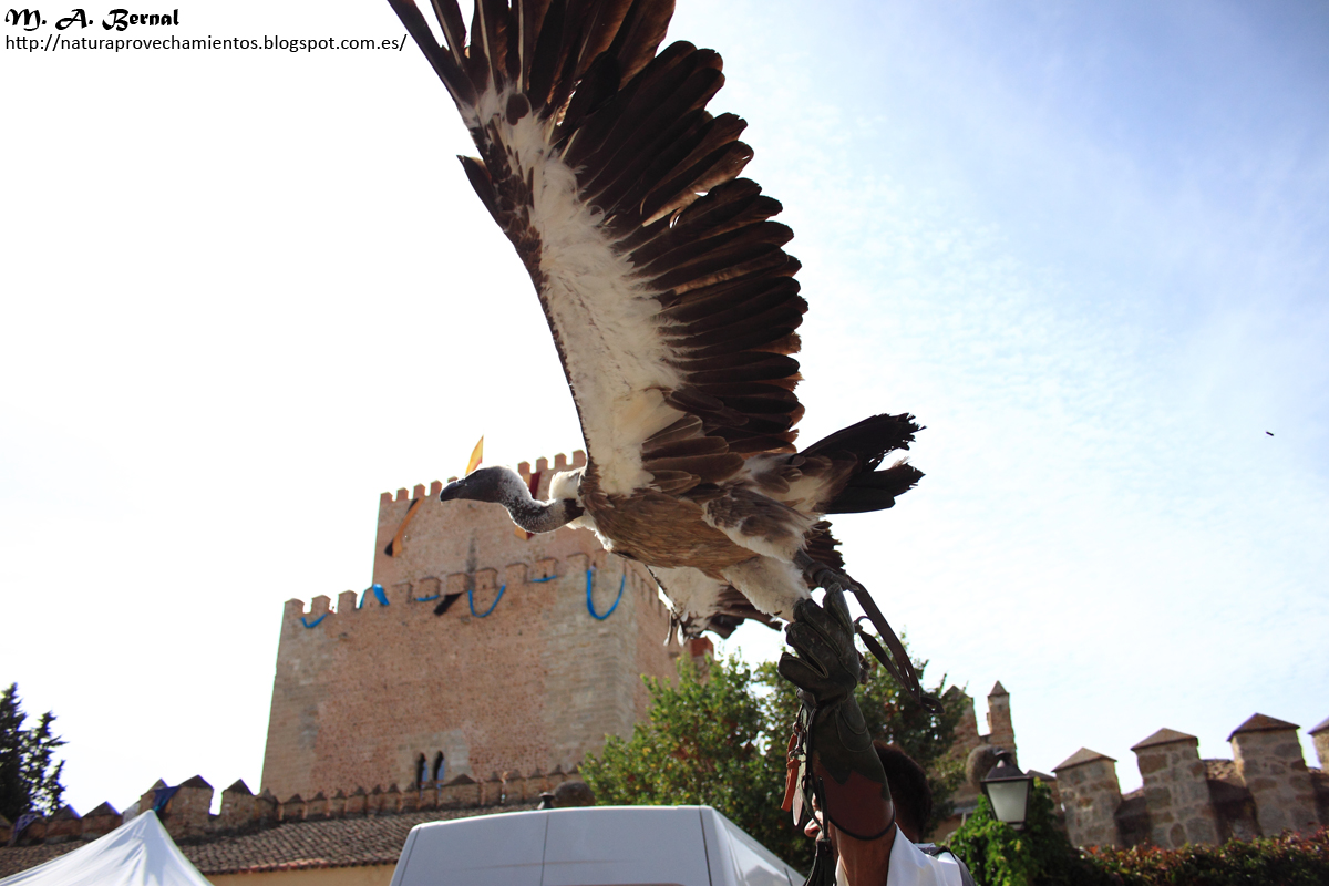 Feria Medieval Ciudad Rodrigo