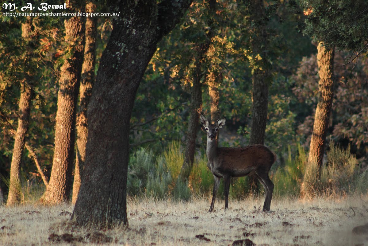 Ciervo Salamanca