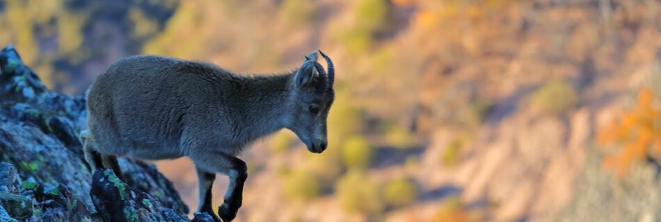 Cabra Sierra de Francia