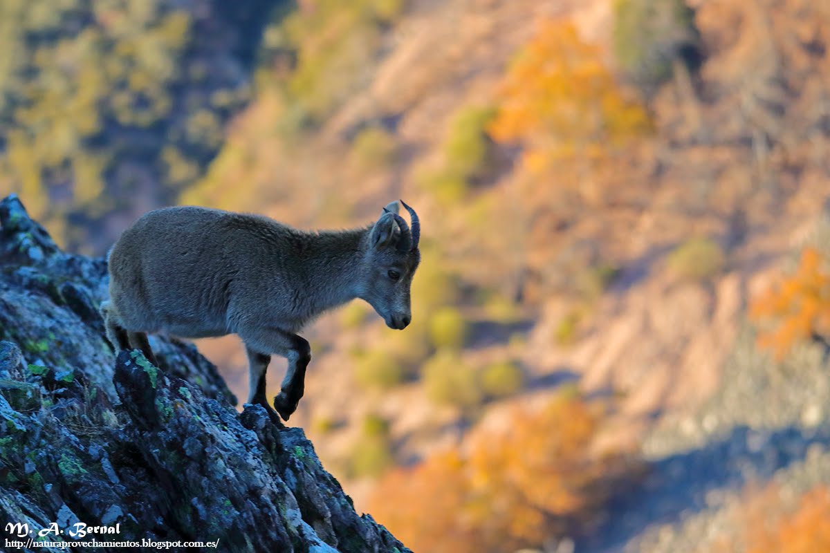 Cabra Sierra de Francia