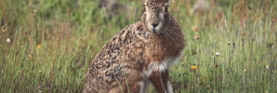 Liebre ibérica Lepus granatensis