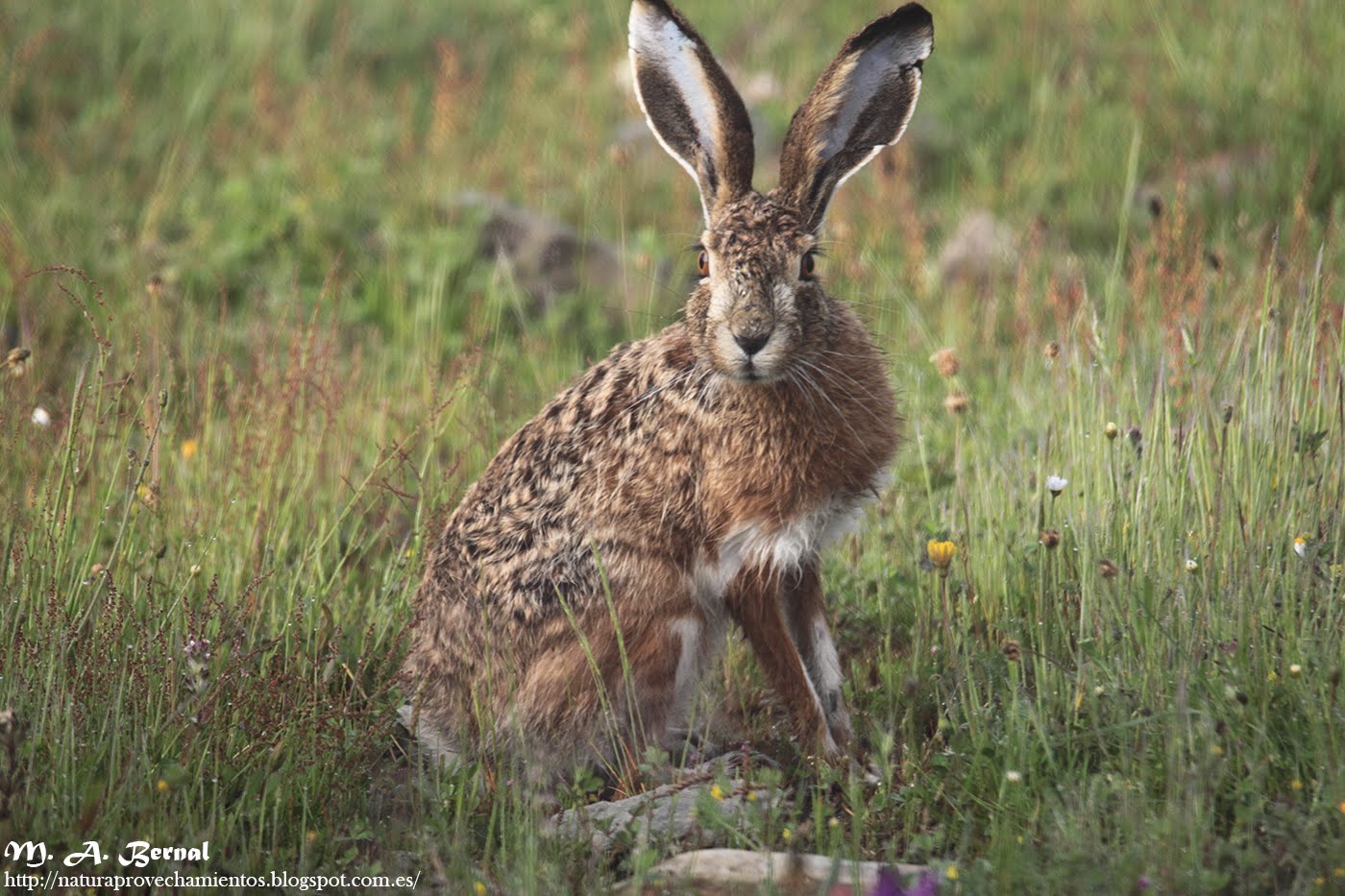 Liebre ibérica Lepus granatensis