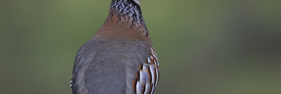 Perdiz roja Alectoris rufa