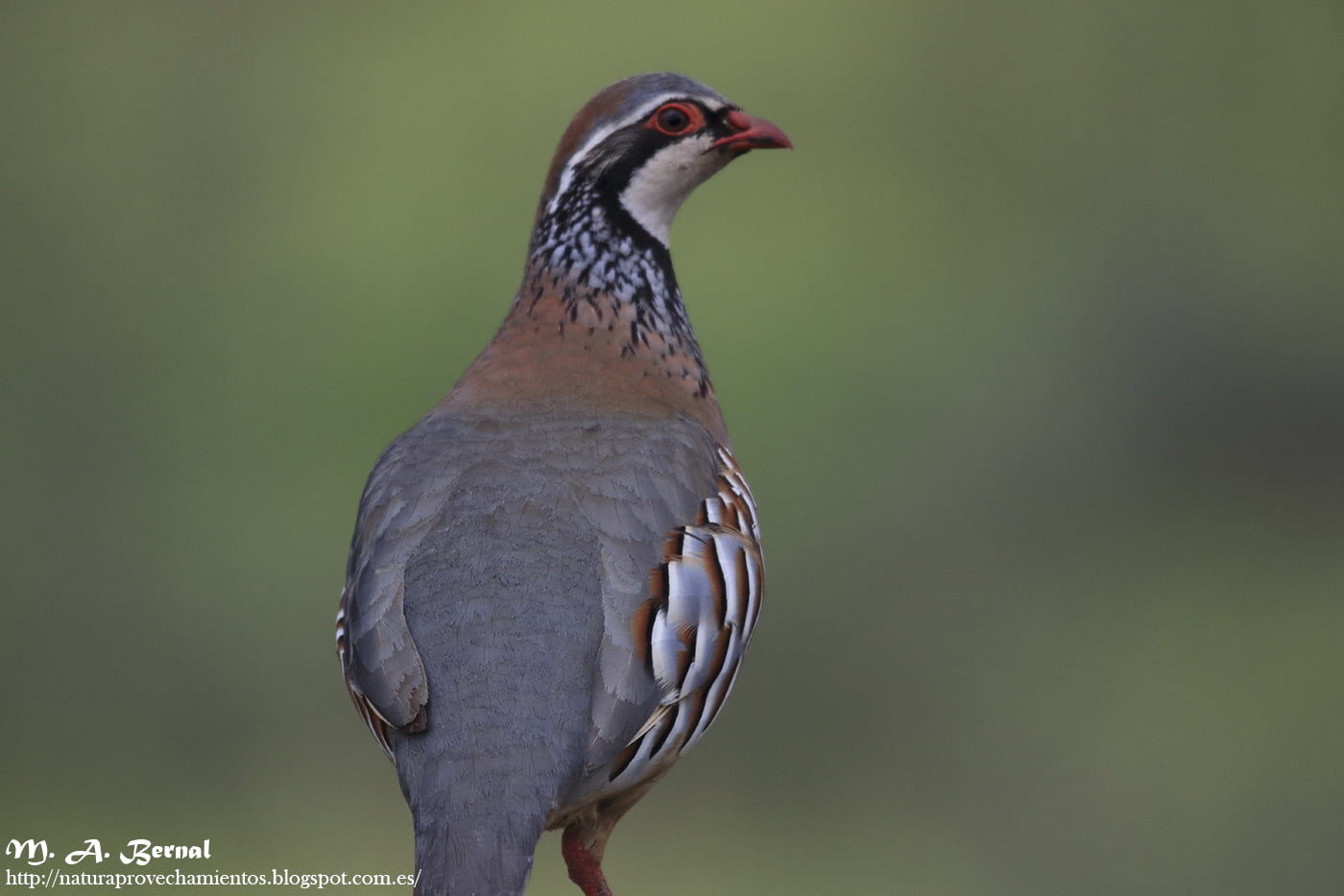 Perdiz roja Alectoris rufa