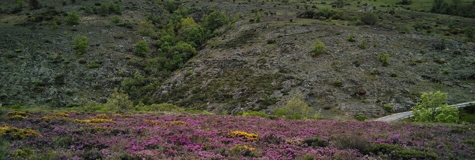 Cantuesos brezos y carquesas en la Bastida