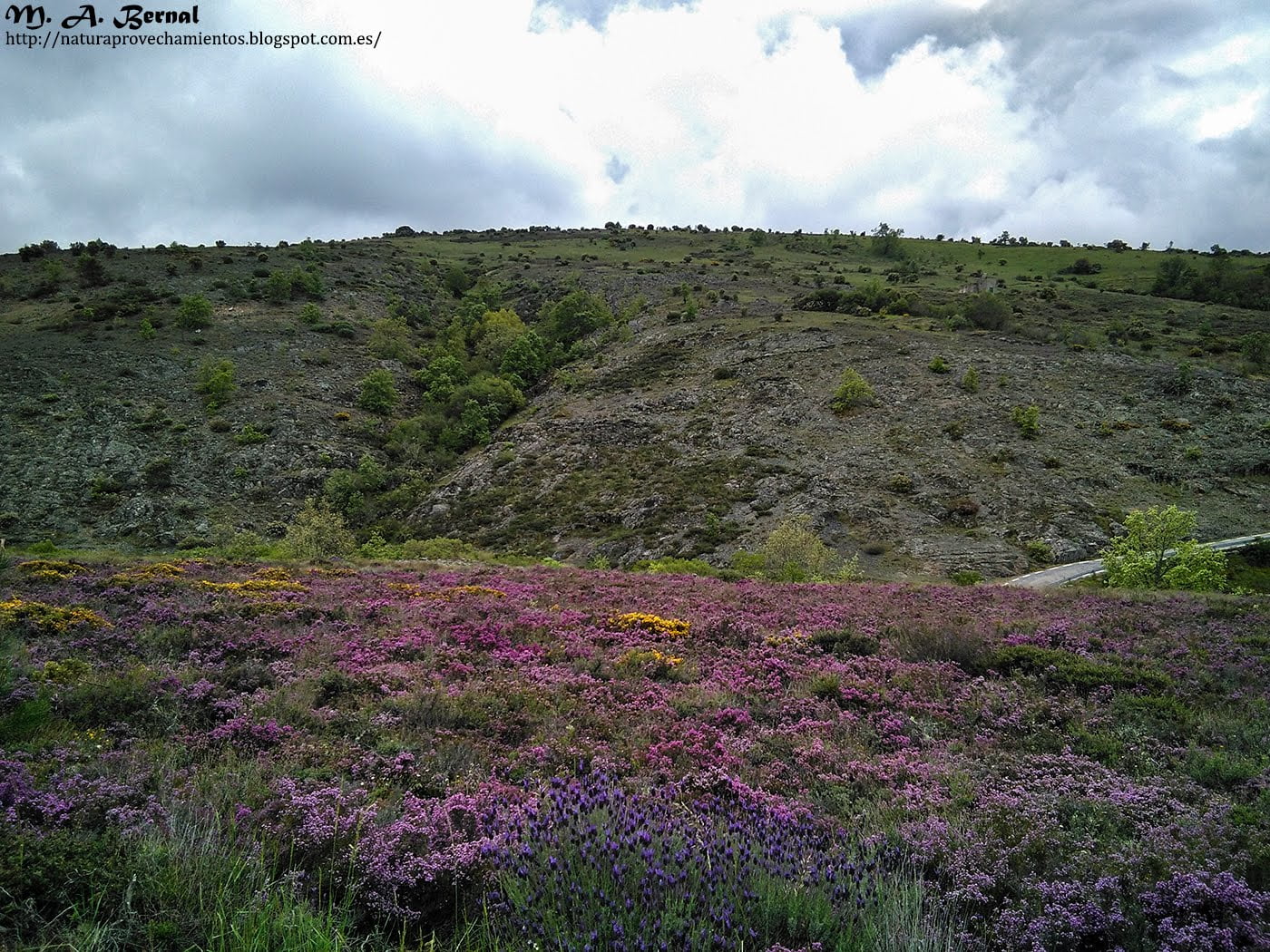 Cantuesos brezos y carquesas en la Bastida