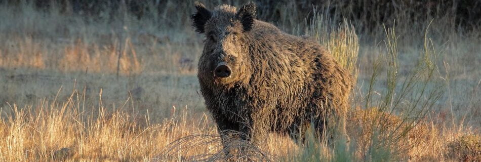 Jabalí Sus scrofa