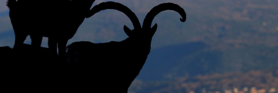 Machos monteses en la Peña de Francia