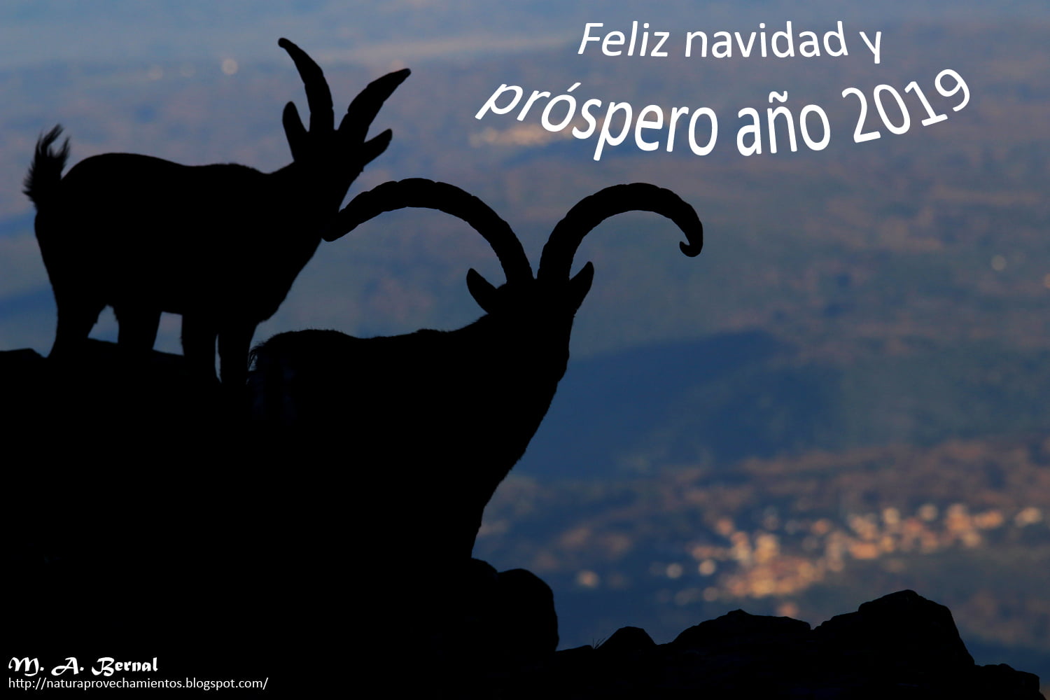 Machos monteses en la Peña de Francia