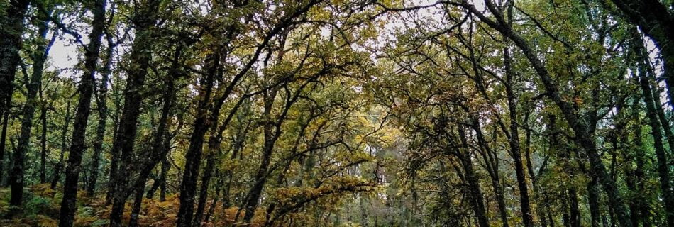 Otoño en El Rebollar y la Sierra de Francia