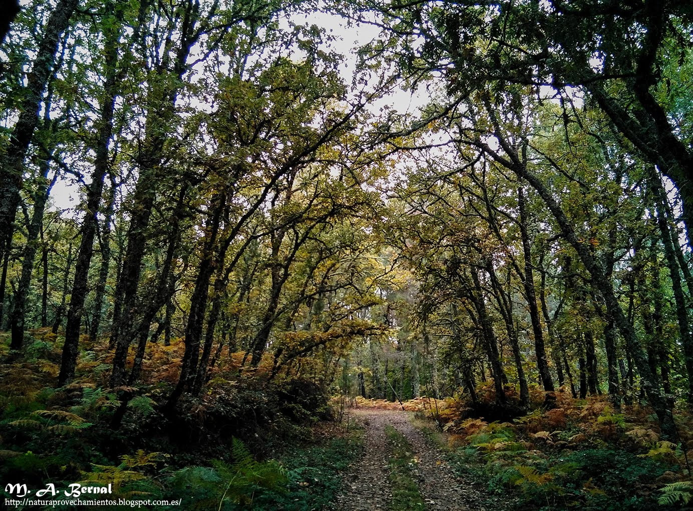 Otoño en El Rebollar y la Sierra de Francia