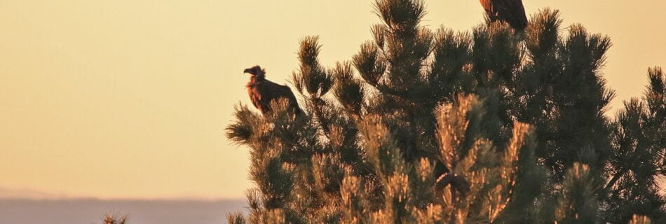 Buitres negros Salamanca