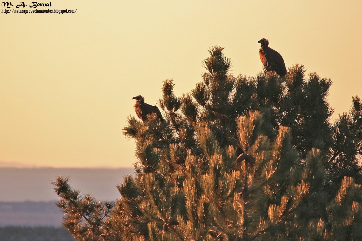 Buitres negros Salamanca