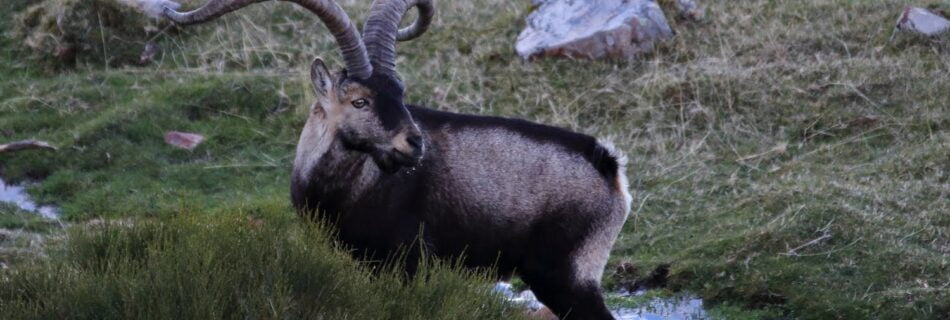 Macho montés Sierra de Francia