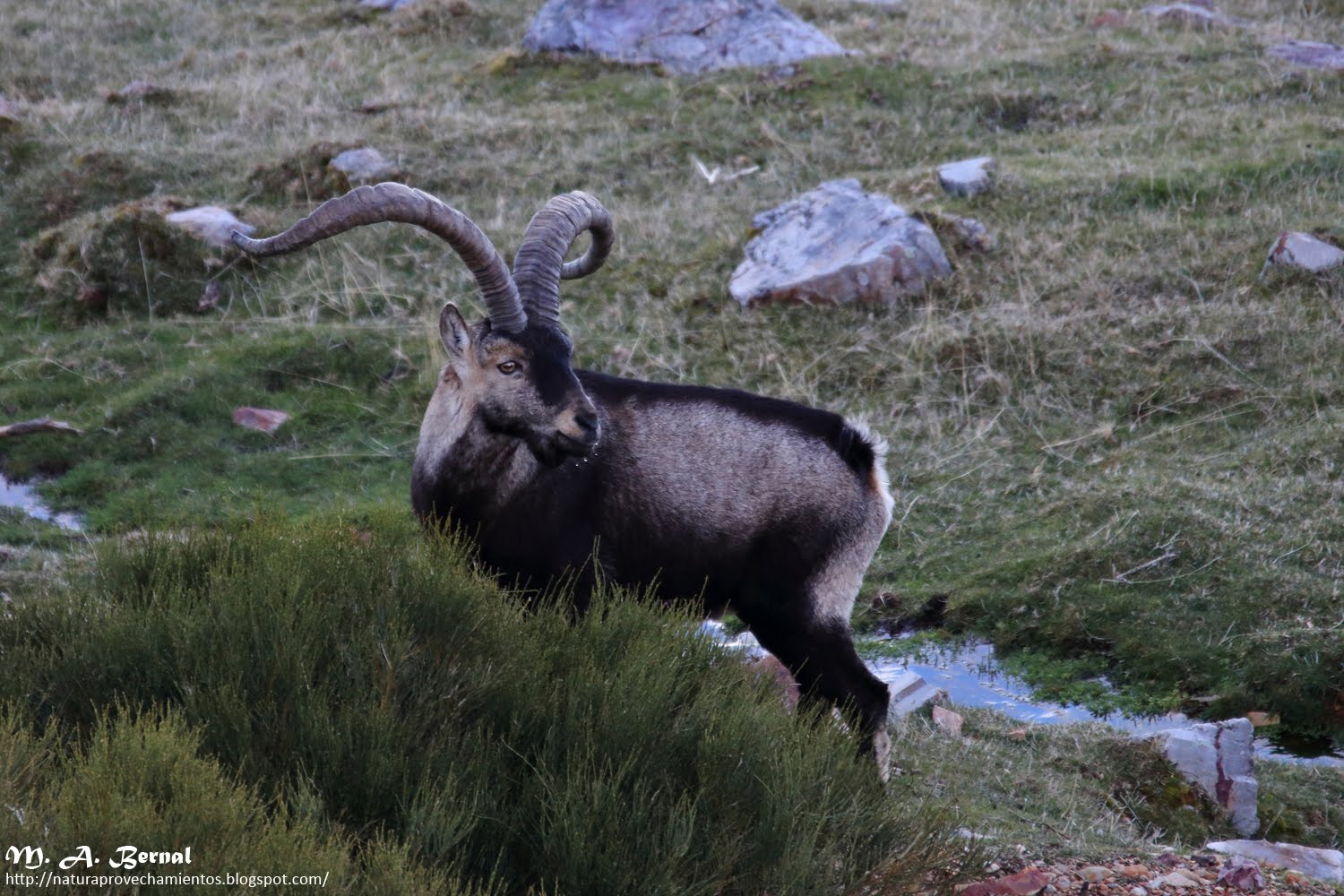 Macho montés Sierra de Francia