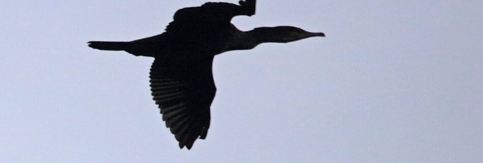 Cormorán Monfragüe