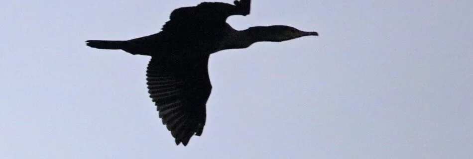 Cormorán Monfragüe