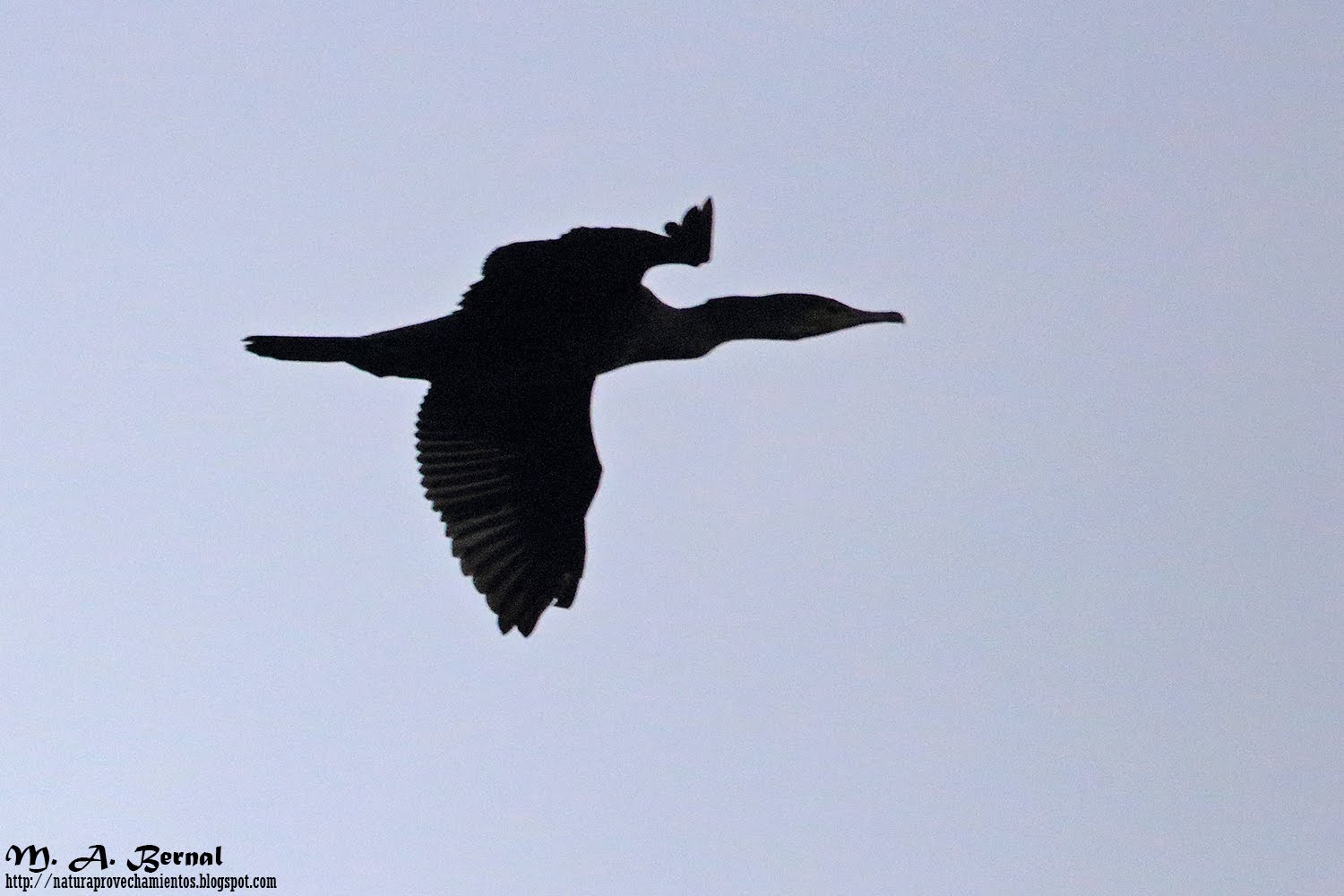 Cormorán Monfragüe